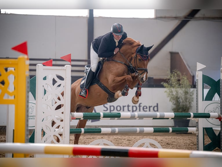 Hannoveraner Wallach 5 Jahre 169 cm Fuchs in Geisenheim