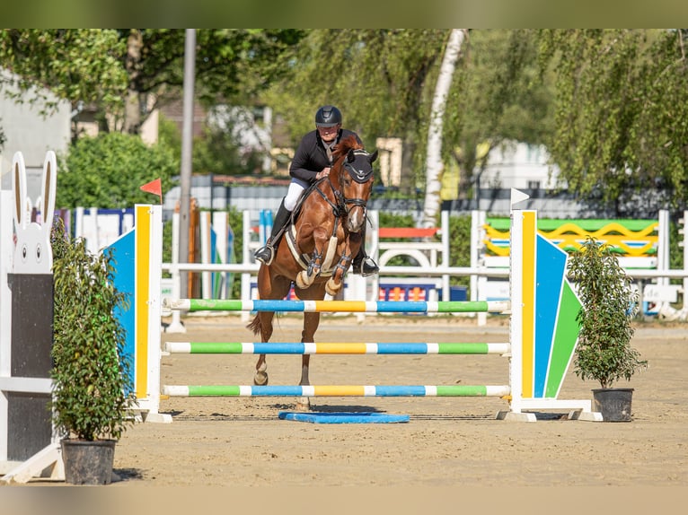 Hannoveraner Wallach 5 Jahre 169 cm Fuchs in Geisenheim