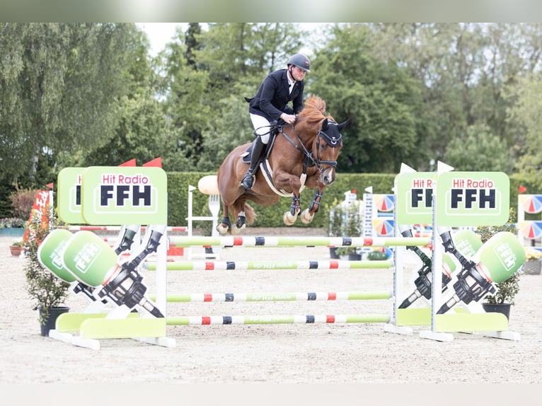 Hannoveraner Wallach 5 Jahre 169 cm Fuchs in Geisenheim