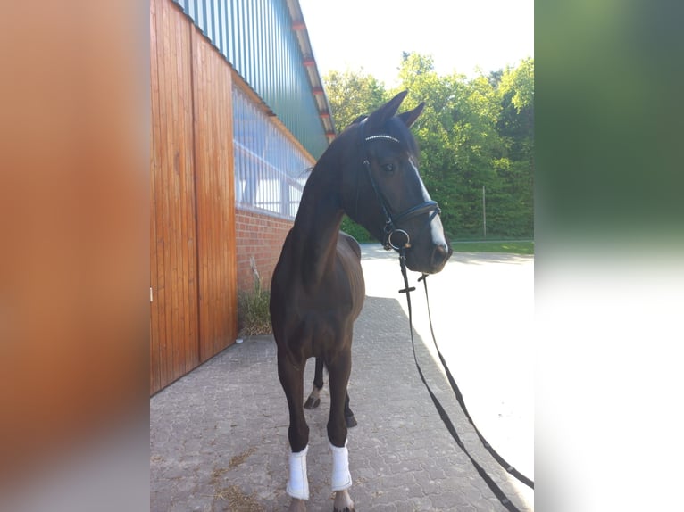 Hannoveraner Wallach 5 Jahre 169 cm Rappe in Bremervörde