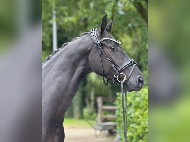 Hannoveraner Wallach 5 Jahre 169 cm Rappe in Nienburg (Weser)