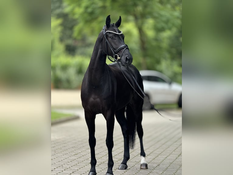 Hannoveraner Wallach 5 Jahre 169 cm Rappe in Nienburg (Weser)