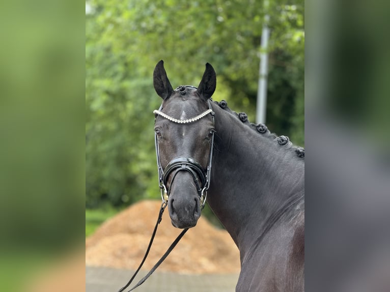 Hannoveraner Wallach 5 Jahre 169 cm Rappe in Nienburg (Weser)