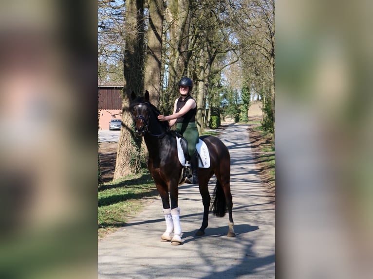 Hannoveraner Wallach 5 Jahre 169 cm Schwarzbrauner in Fürstenau