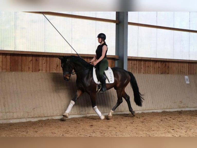 Hannoveraner Wallach 5 Jahre 169 cm Schwarzbrauner in Fürstenau