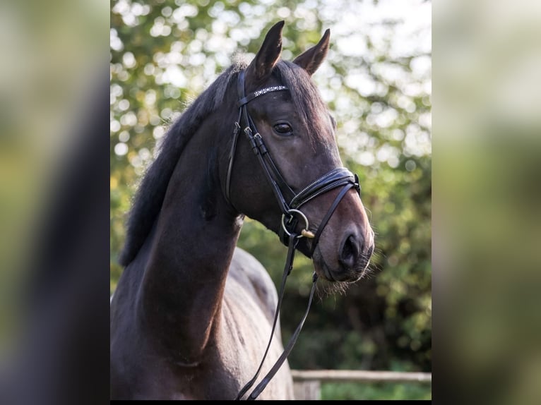 Hannoveraner Wallach 5 Jahre 169 cm Schwarzbrauner in Fürstenau