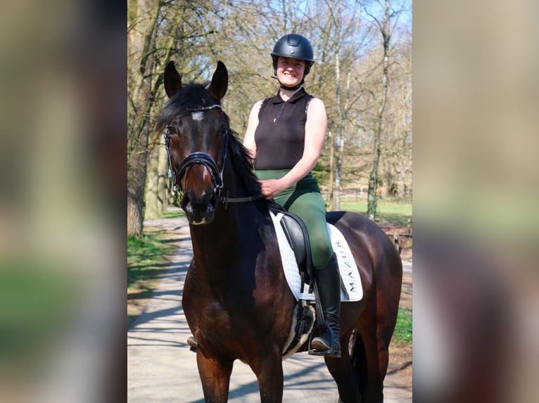 Hannoveraner Wallach 5 Jahre 169 cm Schwarzbrauner in Fürstenau