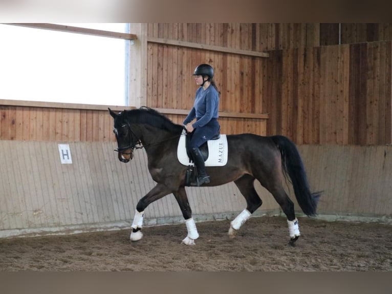 Hannoveraner Wallach 5 Jahre 169 cm Schwarzbrauner in Fürstenau