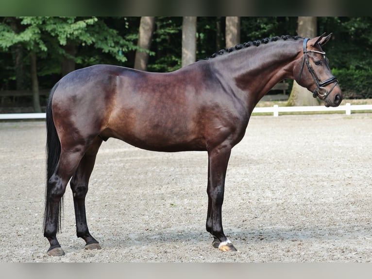 Hannoveraner Wallach 5 Jahre 169 cm Schwarzbrauner in Rheine