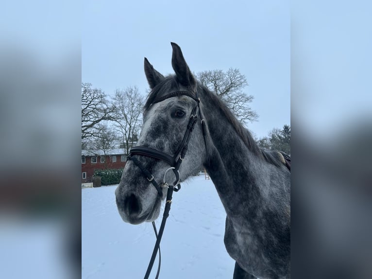 Hannoveraner Wallach 5 Jahre 170 cm Apfelschimmel in Verden (Aller)
