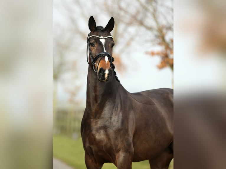 Hannoveraner Wallach 5 Jahre 170 cm Brauner in Diepholz