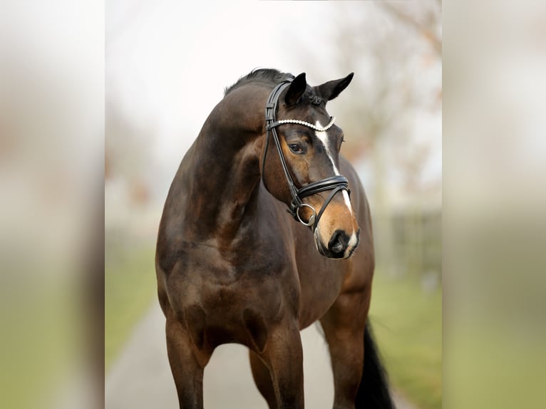 Hannoveraner Wallach 5 Jahre 170 cm Brauner in Diepholz