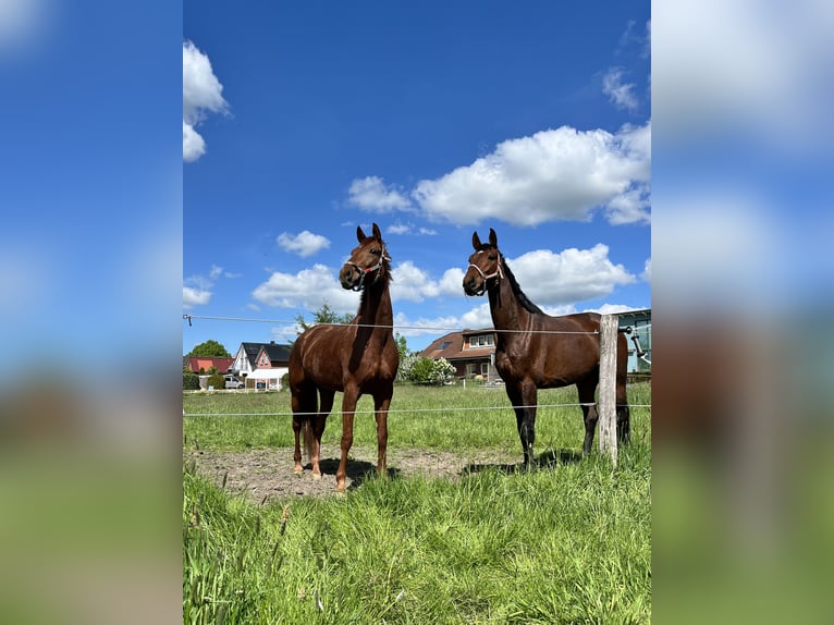 Hannoveraner Wallach 5 Jahre 170 cm Brauner in Hoisdorf