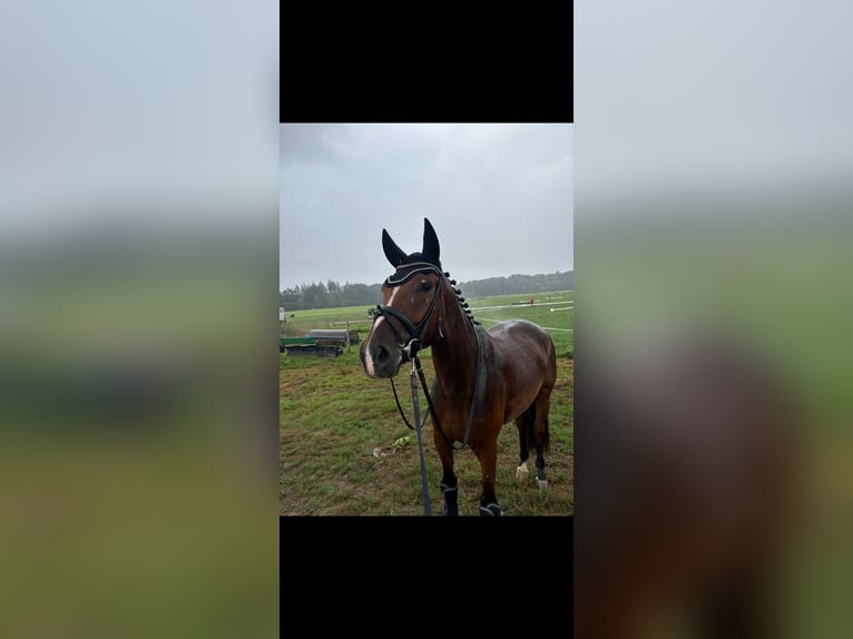 Hannoveraner Wallach 5 Jahre 170 cm Brauner in Windeck
