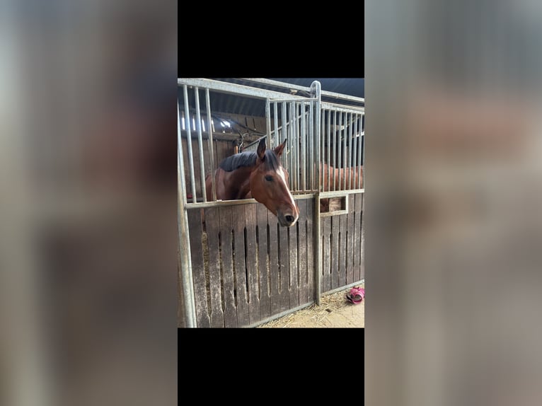 Hannoveraner Wallach 5 Jahre 170 cm Brauner in Windeck