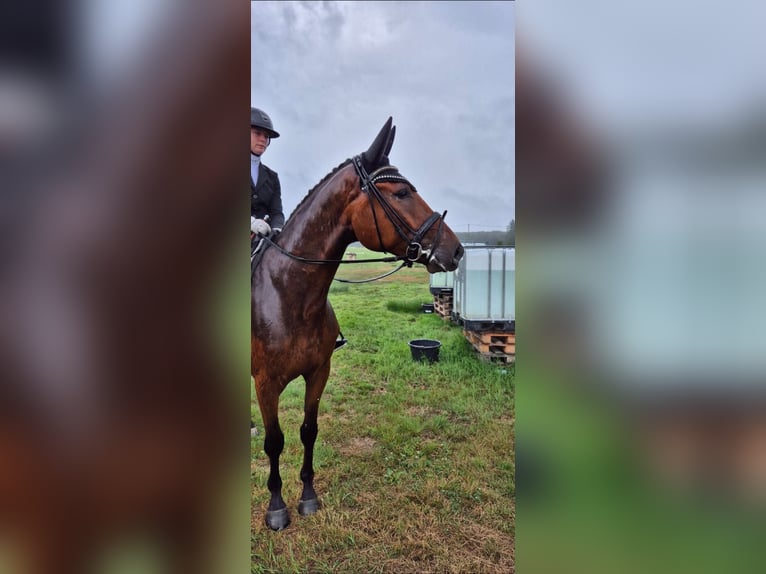 Hannoveraner Wallach 5 Jahre 170 cm Brauner in Windeck