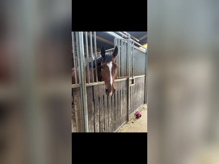 Hannoveraner Wallach 5 Jahre 170 cm Brauner in Windeck