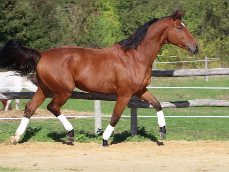 Hannoveraner Wallach 5 Jahre 170 cm Brauner in Mainxe