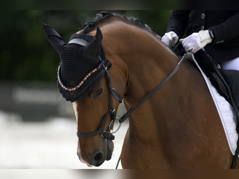 Hannoveraner Wallach 5 Jahre 170 cm Brauner in Pedrezuela
