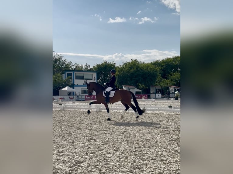 Hannoveraner Wallach 5 Jahre 170 cm Brauner in Pedrezuela