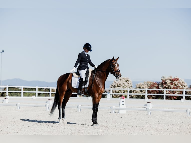Hannoveraner Wallach 5 Jahre 170 cm Brauner in Pedrezuela