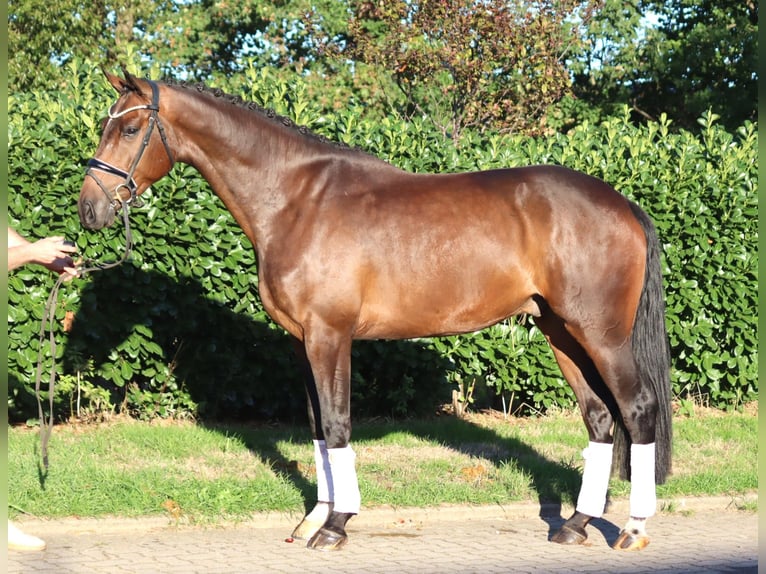 Hannoveraner Wallach 5 Jahre 170 cm Brauner in Selsingen