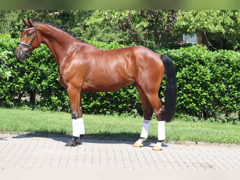Hannoveraner Wallach 5 Jahre 170 cm Brauner in Selsingen
