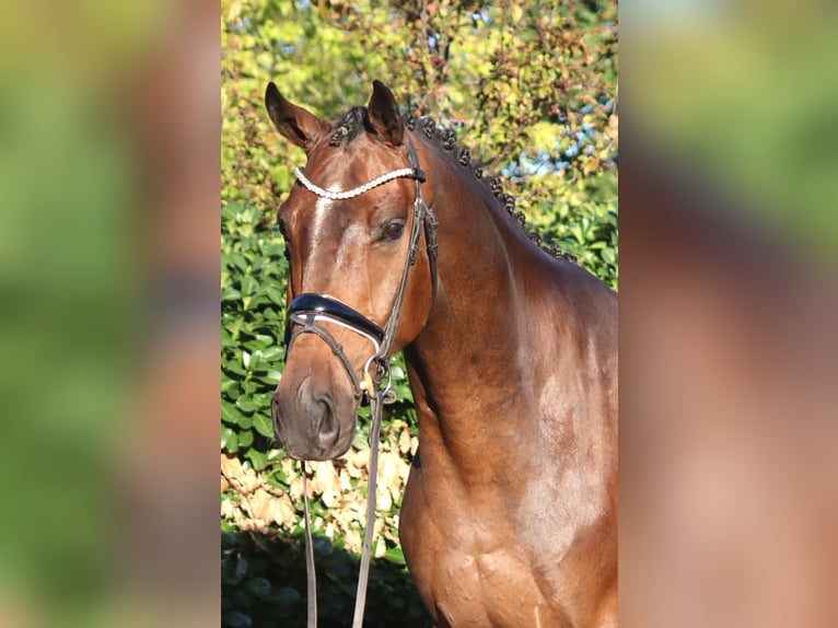 Hannoveraner Wallach 5 Jahre 170 cm Brauner in Selsingen