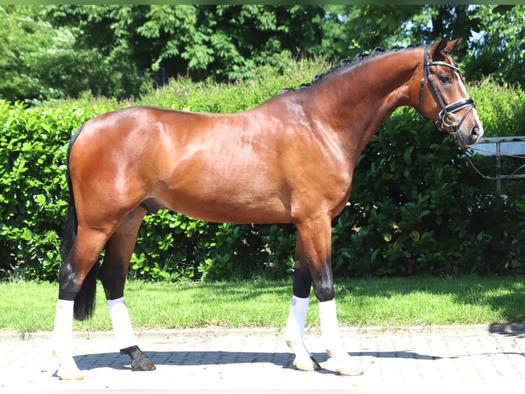 Hannoveraner Wallach 5 Jahre 170 cm Brauner in Selsingen