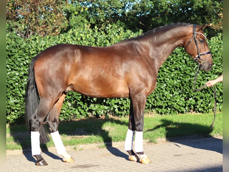 Hannoveraner Wallach 5 Jahre 170 cm Brauner in Selsingen
