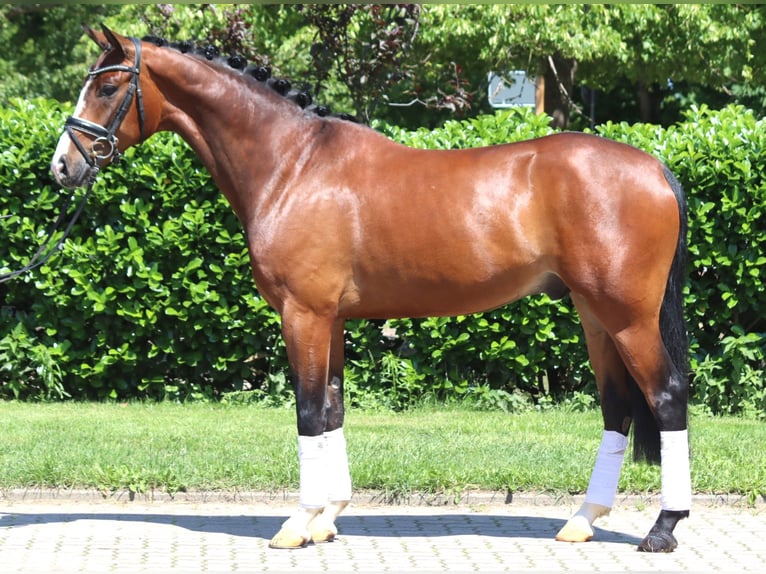 Hannoveraner Wallach 5 Jahre 170 cm Brauner in Selsingen