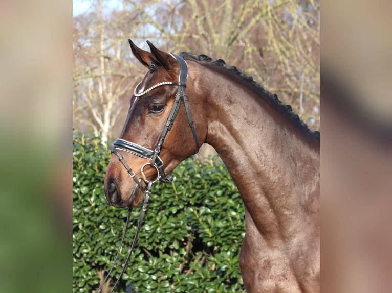 Hannoveraner Wallach 5 Jahre 170 cm Brauner in Selsingen