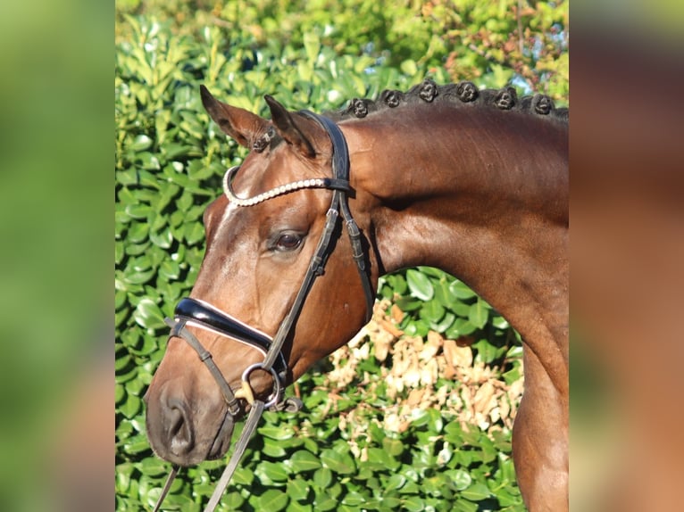 Hannoveraner Wallach 5 Jahre 170 cm Brauner in Selsingen