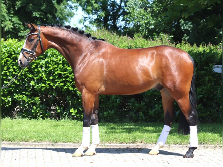 Hannoveraner Wallach 5 Jahre 170 cm Brauner in Selsingen