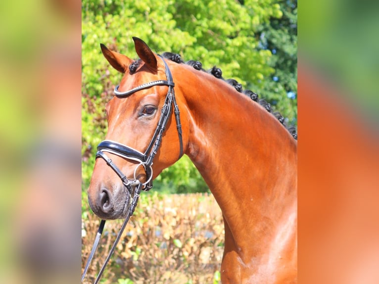 Hannoveraner Wallach 5 Jahre 170 cm Brauner in Selsingen