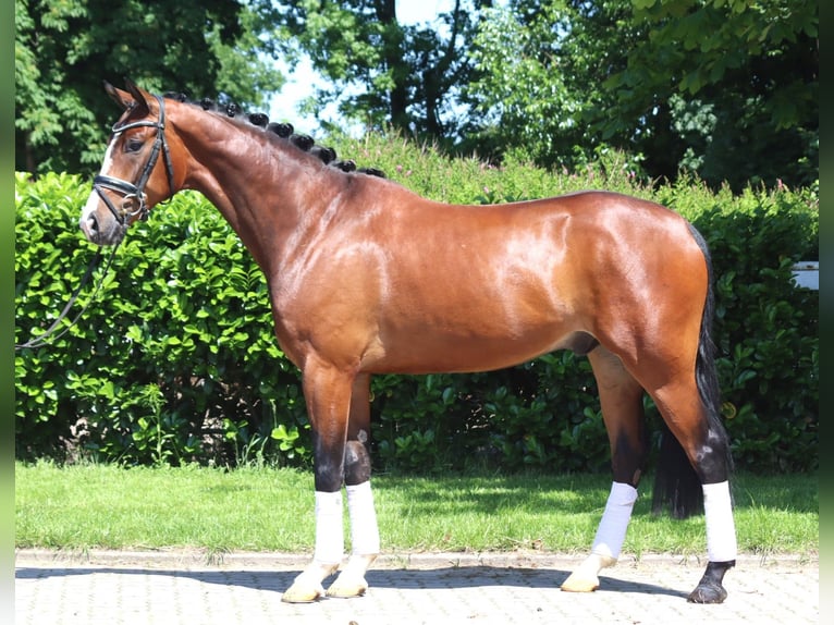 Hannoveraner Wallach 5 Jahre 170 cm Brauner in Selsingen