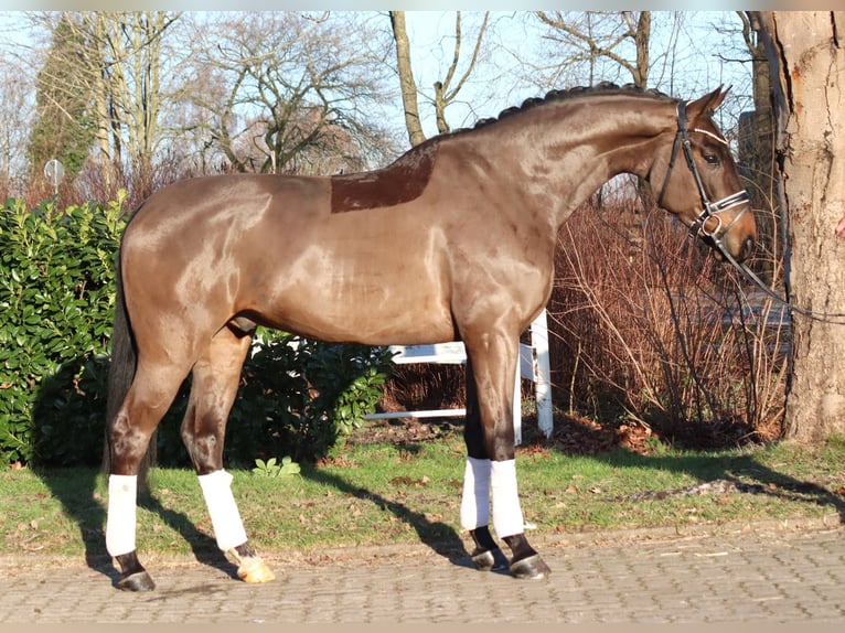 Hannoveraner Wallach 5 Jahre 170 cm Brauner in Selsingen