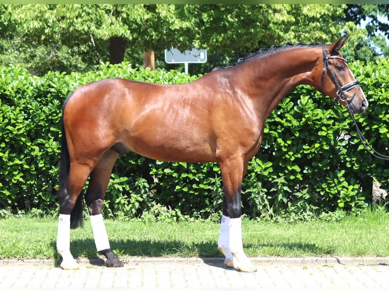 Hannoveraner Wallach 5 Jahre 170 cm Brauner in Selsingen