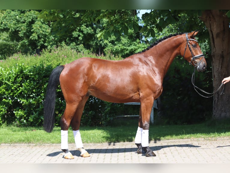 Hannoveraner Wallach 5 Jahre 170 cm Brauner in Selsingen