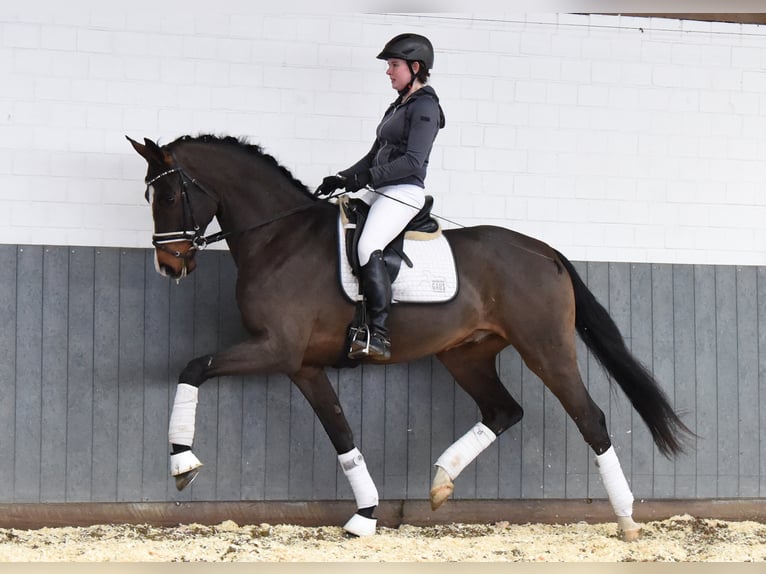 Hannoveraner Wallach 5 Jahre 170 cm Brauner in Tiddische