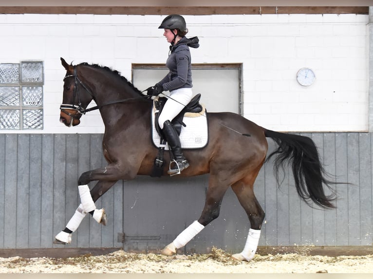 Hannoveraner Wallach 5 Jahre 170 cm Brauner in Tiddische