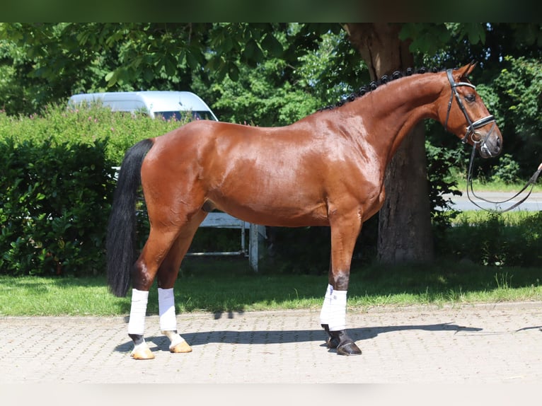 Hannoveraner Wallach 5 Jahre 170 cm Brauner in Selsingen