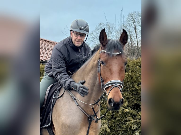 Hannoveraner Wallach 5 Jahre 170 cm Brauner in Rosenthal