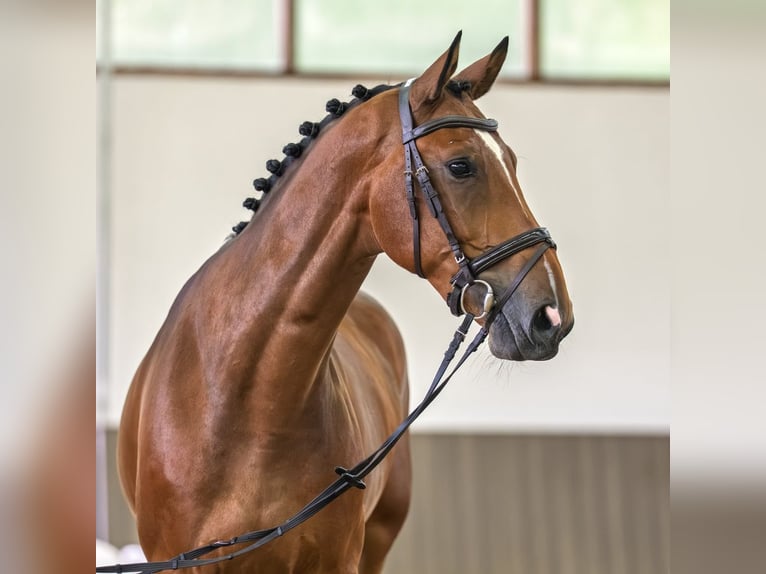 Hannoveraner Wallach 5 Jahre 170 cm Brauner in Mnster-Handorf