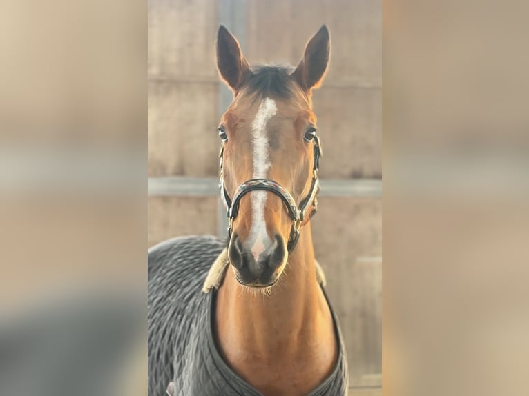 Hannoveraner Wallach 5 Jahre 170 cm Brauner in Ritterhude