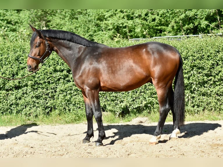 Hannoveraner Wallach 5 Jahre 170 cm Brauner in Düsseldorf