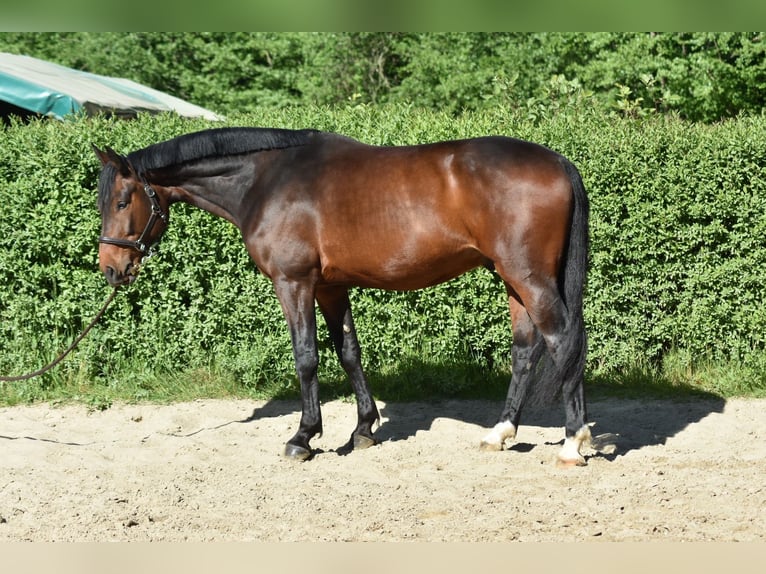 Hannoveraner Wallach 5 Jahre 170 cm Brauner in Düsseldorf