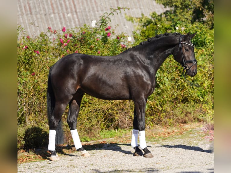 Hannoveraner Wallach 5 Jahre 170 cm in Hoh