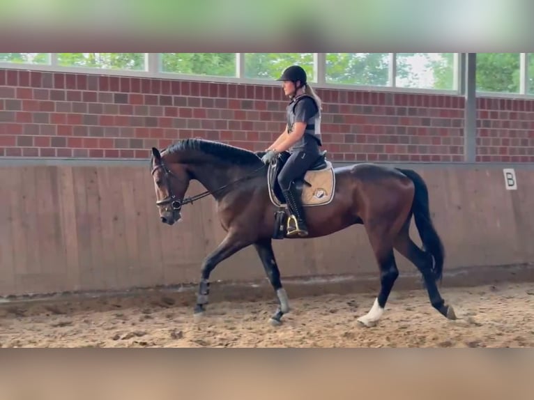 Hannoveraner Wallach 5 Jahre 170 cm Dunkelbrauner in Fr&#xF6;ndenberg