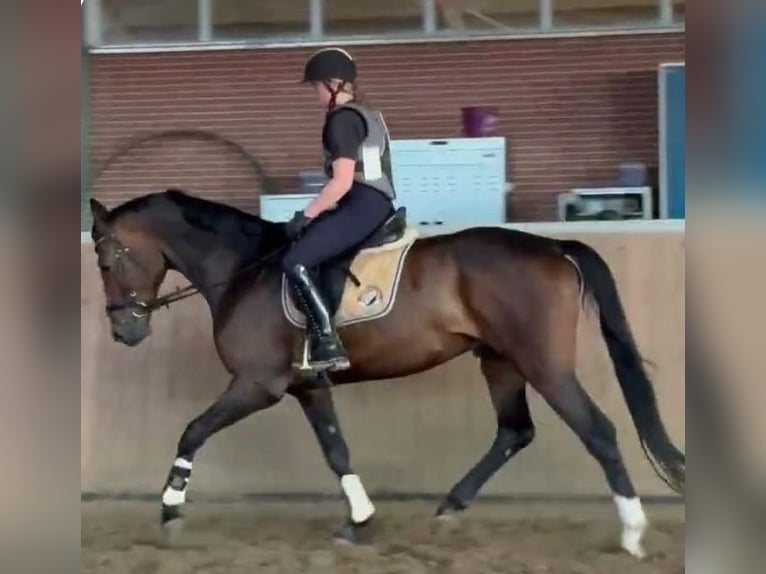 Hannoveraner Wallach 5 Jahre 170 cm Dunkelbrauner in Fr&#xF6;ndenberg